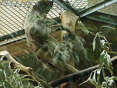 20090611 3252DSCw [D~H] Zweifinger-Faultier, Zoo Hannover