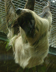 20090611 3253DSCw [D~H] Zweifinger-Faultier, Zoo Hannover
