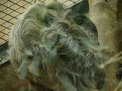 20090611 3254DSCw [D~H] Zweifinger-Faultier, Zoo Hannover