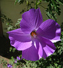 Blue Hibiscus 'Alyogyne huegelii' (5610)