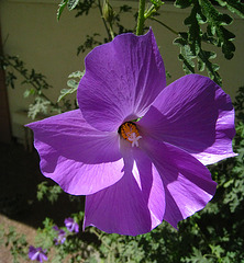 Blue Hibiscus 'Alyogyne huegelii' (5610)