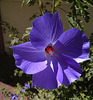 Blue Hibiscus 'Alyogyne huegelii' (5610A)