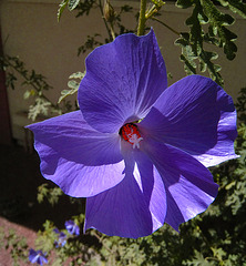 Blue Hibiscus 'Alyogyne huegelii' (5610A)