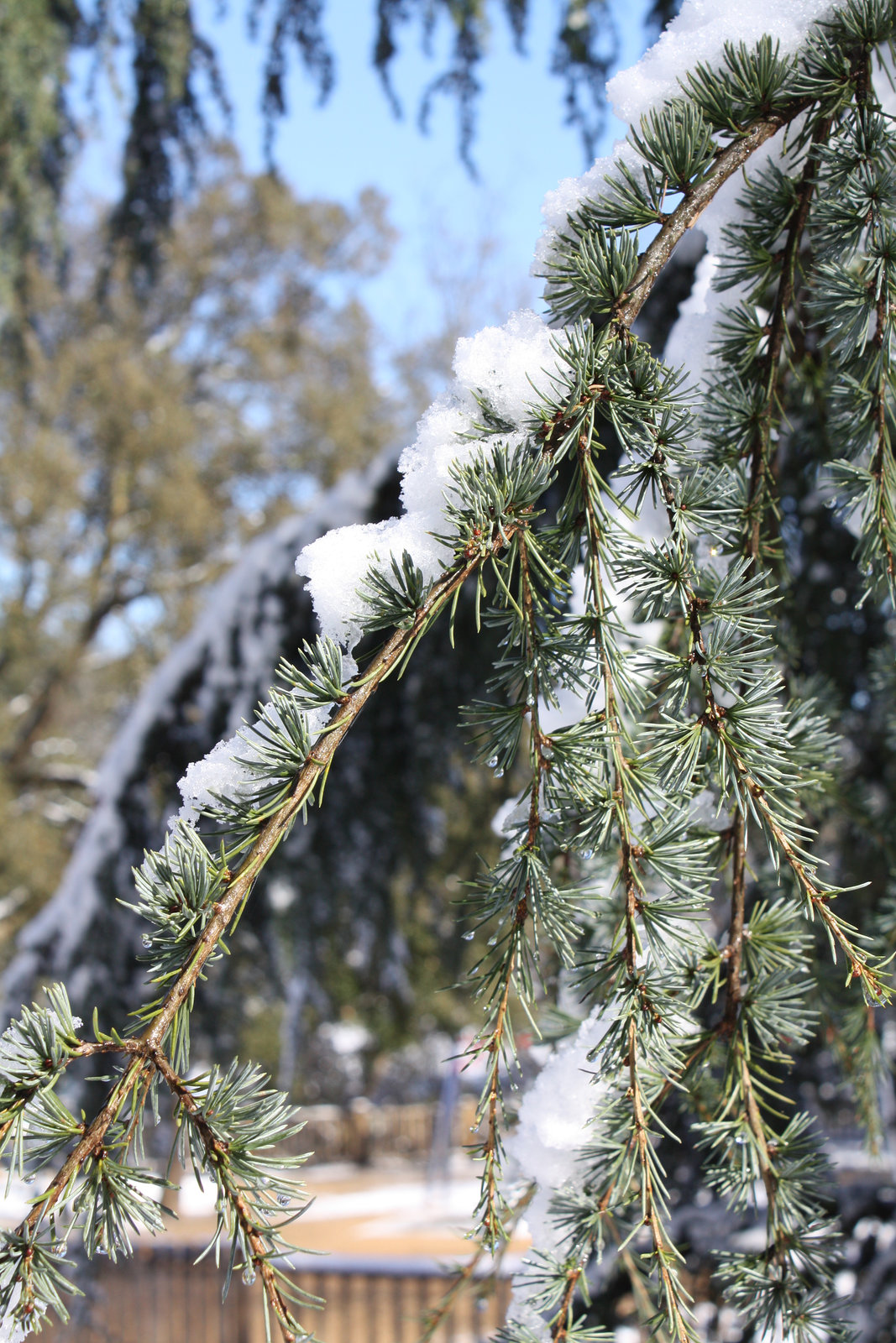 aaaNeigeMougins20100211 063