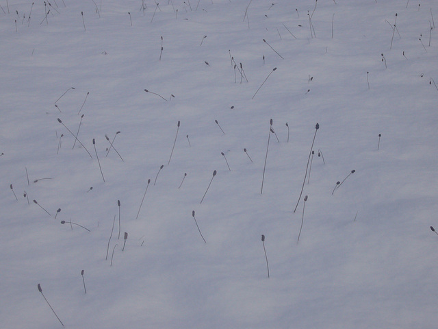 Fühler aus dem Schnee