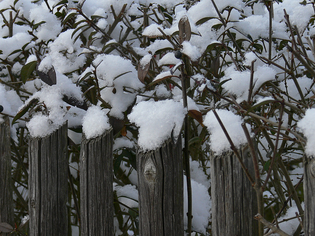 Schneehäubchen