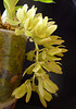 Clowesia thylaciochila