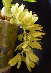 Clowesia thylaciochila