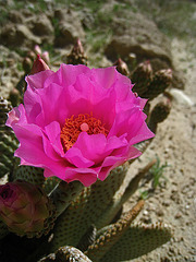Cactus Flower (5581)