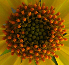 Flower in Mecca Hills (5578A)