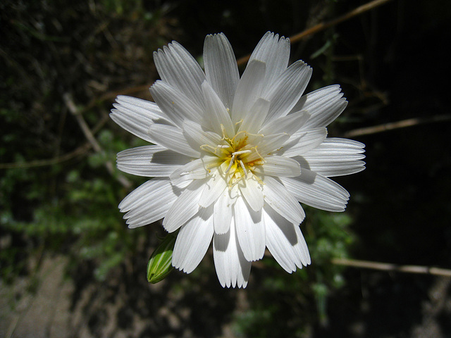 Flower in Mecca Hills (5588)