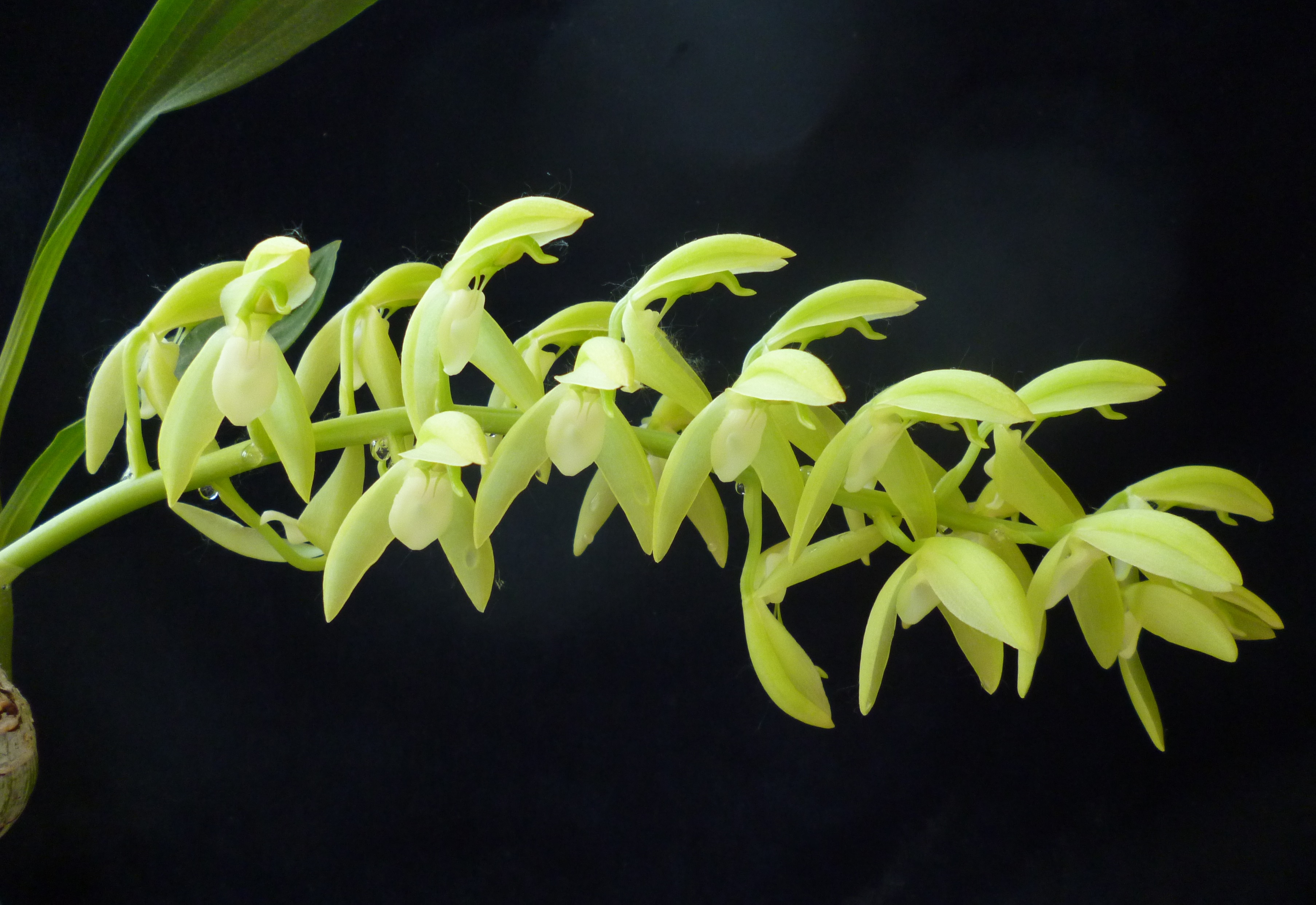 Catasetum callosum var alba