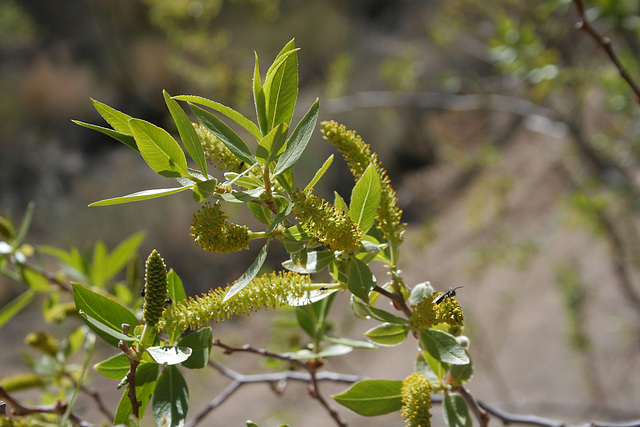 Catkins (4558)