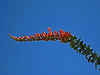 Ocotillo (5587)