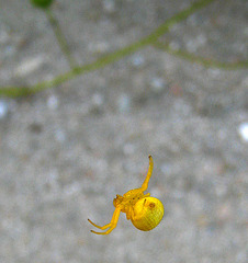 Yellow Spider (5580)