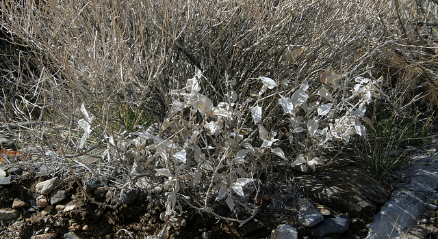 Encilia With Frost-Damaged Leaves (4365)