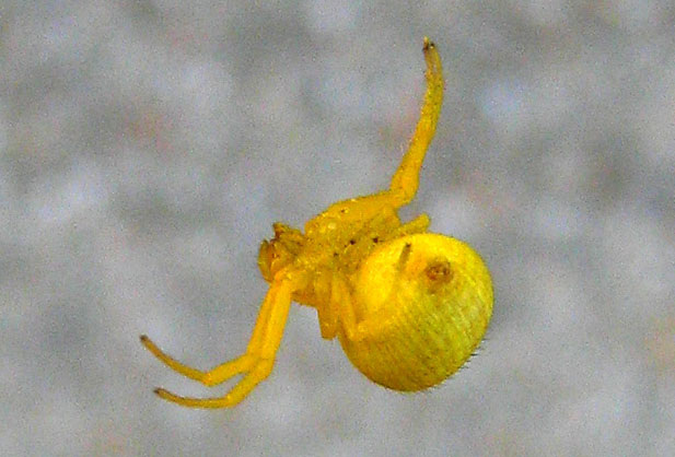 Yellow Spider (5580A)