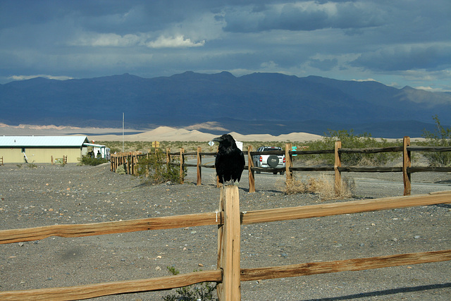 Raven at Stovepipe Wells (4337)