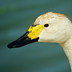 Bewick's Swan