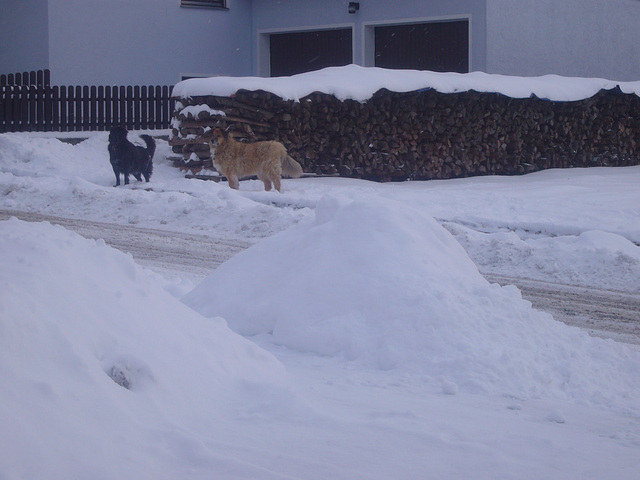 zwei Freunde im Schnee