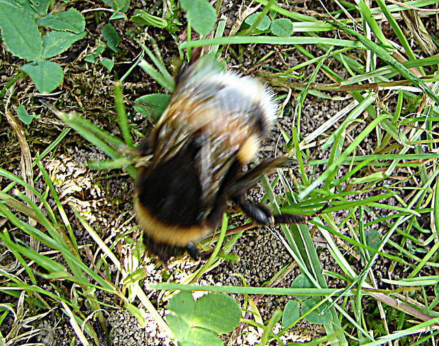 20070613 0294DSCw [D-LIP] Dunkle Erdhummel (Bombus terrestris), Bad Salzuflen