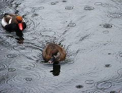 Ducks and drops