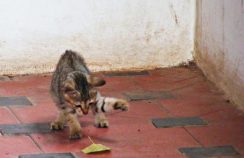 Playing
