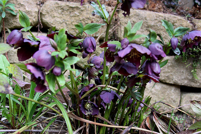 20100414 2065Aw [D~LIP] Christrose, Bad Salzuflen