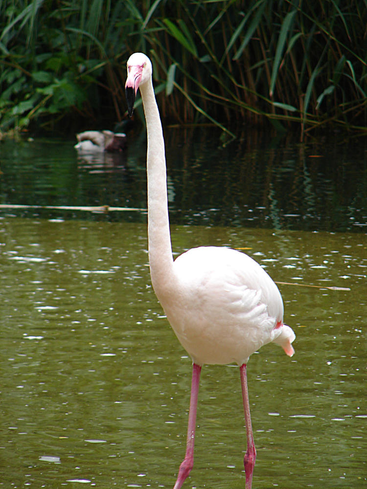 20090611 03174DSCw [D~H] Rosaflamingo (Phoenicopterus roseus), Zoo Hannover