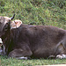 1989_003DIAw [A] Kuh in Sonnleitn