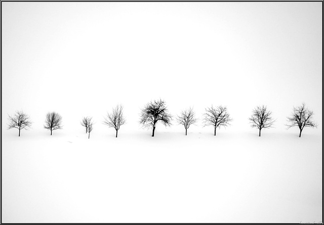 the memory of trees..............