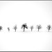 the memory of trees..............