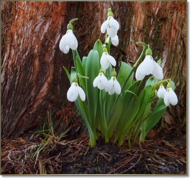 Perce neige