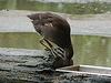 20090611 3175DSCw [D~H] Teichhuhn (Gallinula chloropus), Zoo Hannover