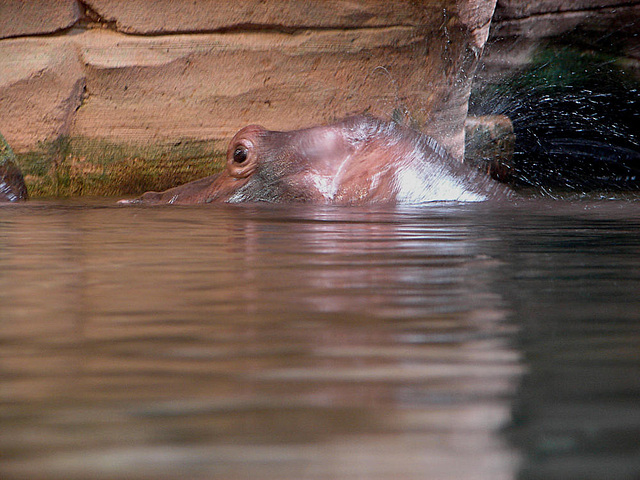 20090611 3178DSCw [D~H] Flusspferd, Zoo Hannover