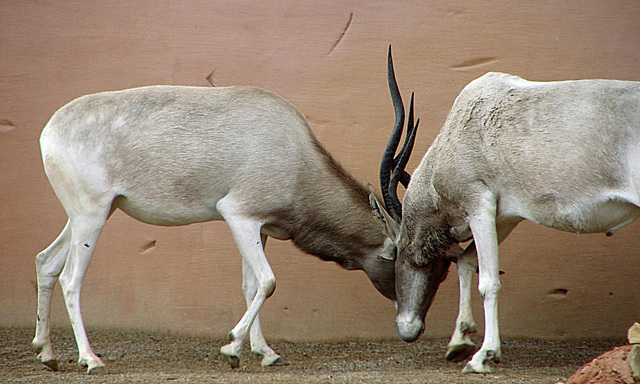 20090611 3181DSCw [D~H] Addaxantilope (Addax nasomaculatus) [Mendesantilope], Zoo Hannover