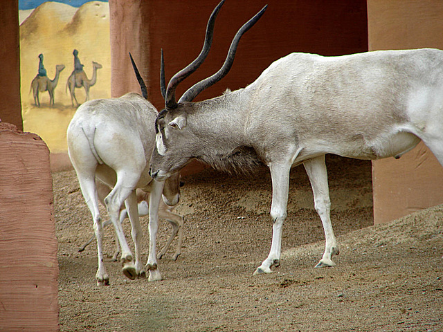 20090611 3182DSCw [D~H] Addaxantilope (Addax nasomaculatus) [Mendesantilope], Zoo Hannover