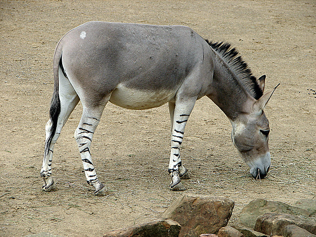 20090611 3183DSCw [D~H] Afrikanischer Wildesel (Equus afrikanus), Zoo Hannover