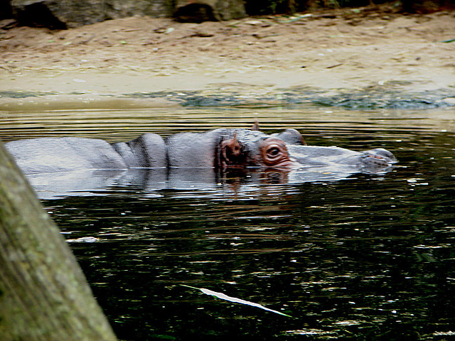 20090611 3190DSCw [D~H] Flusspferd, Zoo Hannover