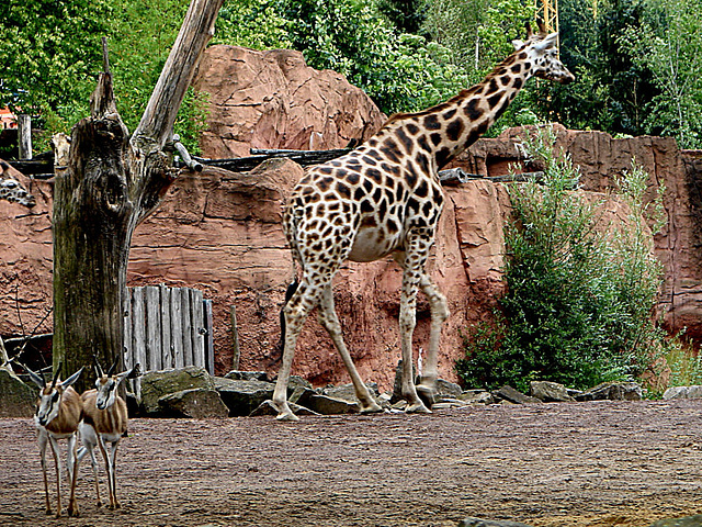 20090611 3192DSCw [D~H] Rothschild Giraffe, Springbock (Antidorcas marsupialis), Zoo Hannover