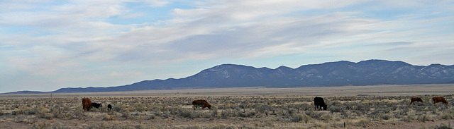 Cattle Grazing Near The Very Large Array (5559)