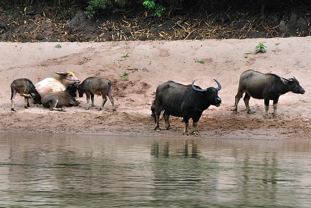 Buffalos relax on the riverside of Nam Ou