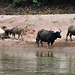 Buffalos relax on the riverside of Nam Ou