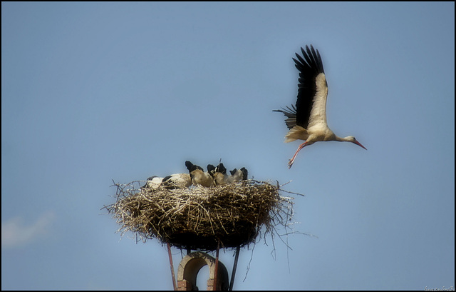 one, two, three, four,five............a busy mother........!