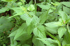 tielnomata fiherbo povas esti freŝe verda herbo - Das sogenannte Unkraut kann ein frisches grünes Kraut  sein