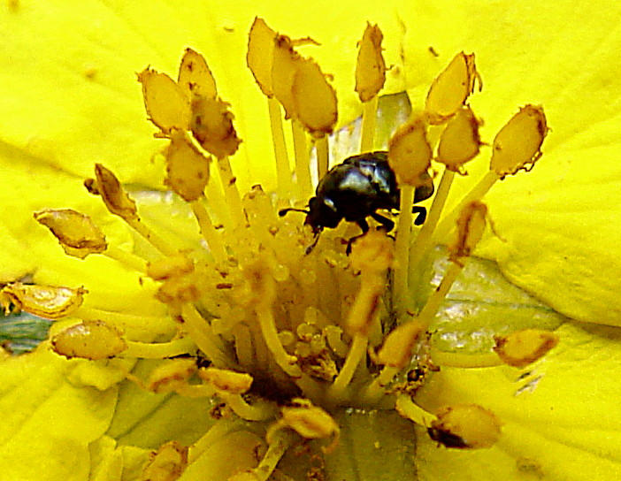 20090712 4279DSCw [D~LIP] Glanzkäfer (Meligethes spec. agg), Fingerstrauch (Potentilla fruticosa), Bad Salzuflen