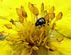 20090712 4279DSCw [D~LIP] Glanzkäfer (Meligethes spec. agg), Fingerstrauch (Potentilla fruticosa), Bad Salzuflen