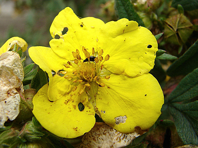 20090712 4280DSCw [D~LIP] Glanzkäfer (Meligethes spec. agg), Fingerstrauch (Potentilla fruticosa), Bad Salzuflen