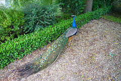 Chàteau de St Germain de Livet - Pfau I