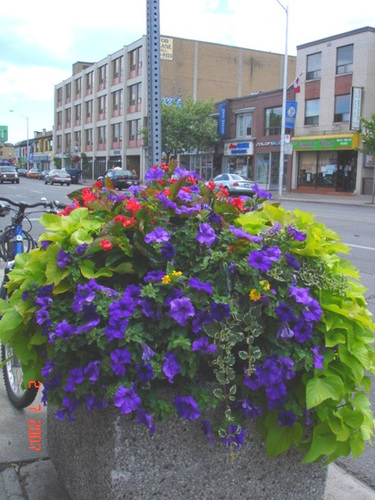 Bouquet de rue  /  Toronto, CANADA - 2 juillet 2007